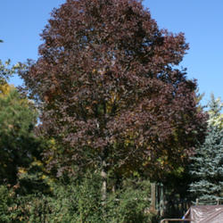 Location: My garden - Arvada, Colorado zone 5
Date: 2011-10-20