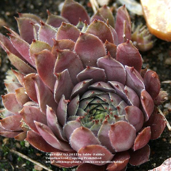 Photo of Hen and Chicks (Sempervivum 'Virgil Ford') uploaded by tabby