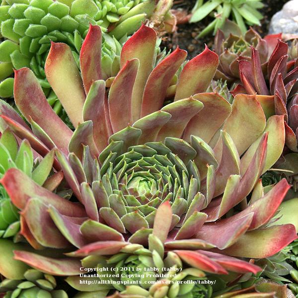 Photo of Hen and Chicks (Sempervivum 'Fuego') uploaded by tabby