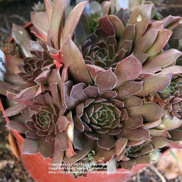Photo of Hen and Chicks (Sempervivum 'Pacific Shadows') uploaded by tabby