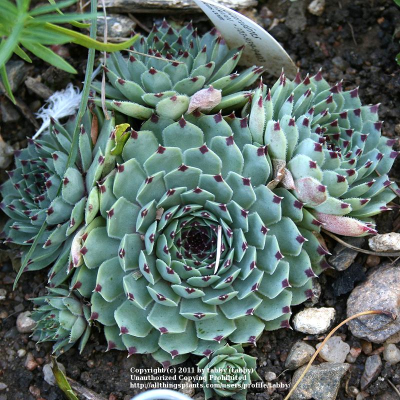 Photo of Hen and Chicks (Sempervivum calcareum 'Pink Pearl') uploaded by tabby