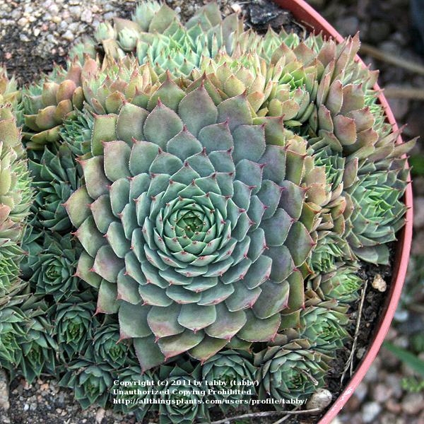 Photo of Hen and Chicks (Sempervivum 'Twilight Blues') uploaded by tabby