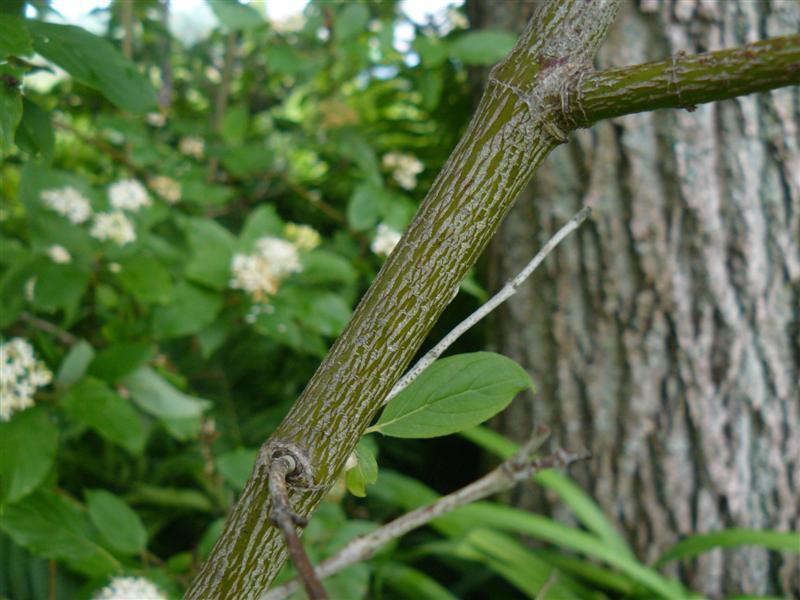 Photo of Gray Dogwood (Cornus racemosa) uploaded by threegardeners
