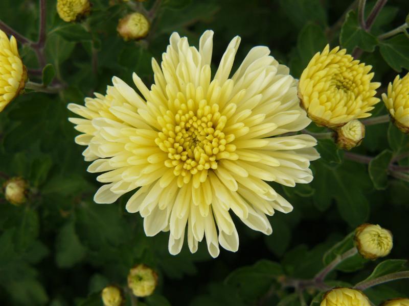 Photo of Chrysanthemum uploaded by threegardeners