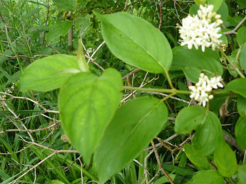 Photo of Gray Dogwood (Cornus racemosa) uploaded by threegardeners
