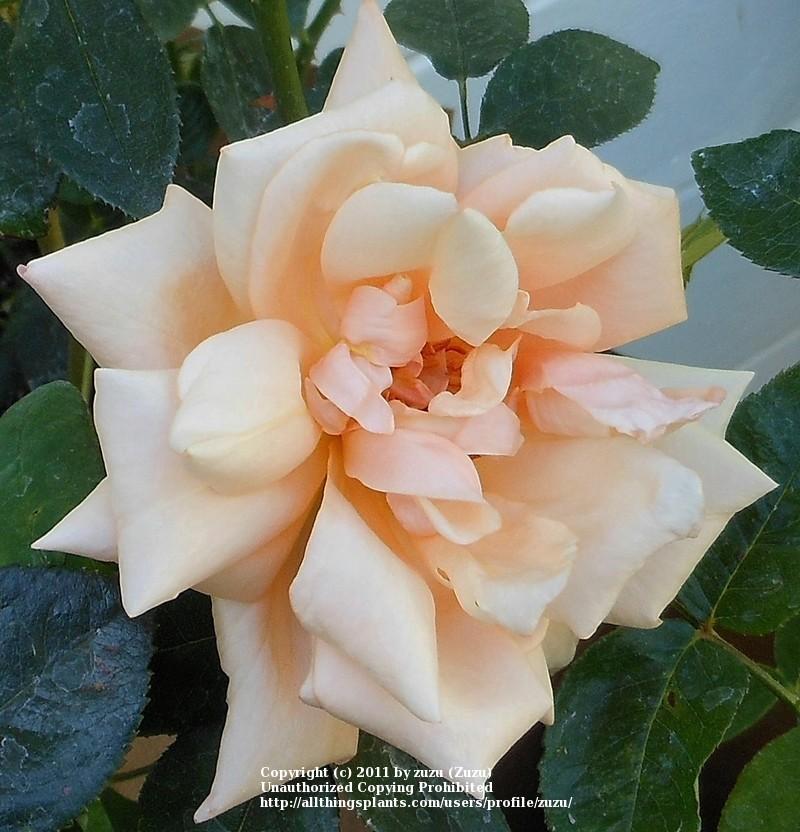 Photo of Rose (Rosa 'Mrs. Arthur Robert Waddell') uploaded by zuzu