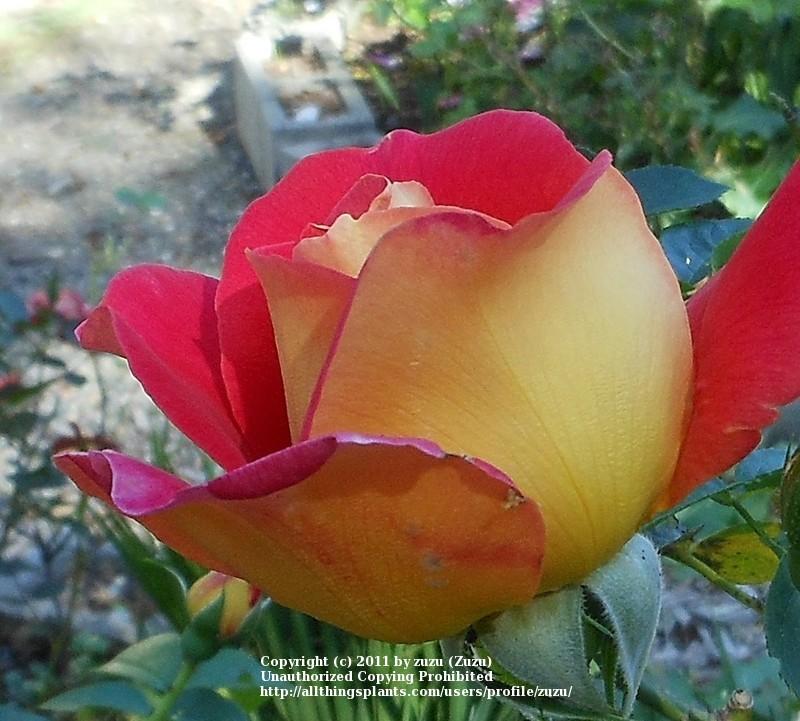 Photo of Rose (Rosa 'Condesa de Sastago') uploaded by zuzu