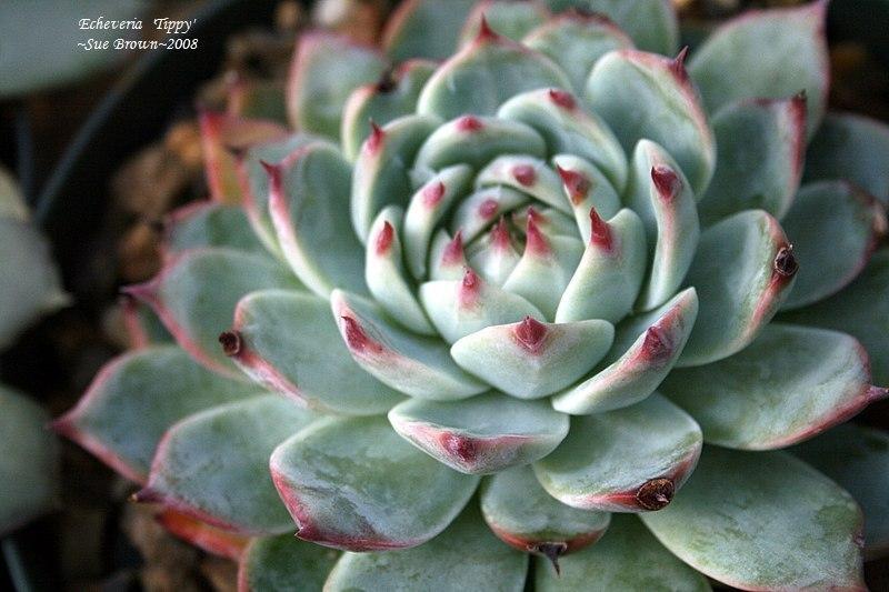Photo of Echeveria 'Tippy' uploaded by Calif_Sue