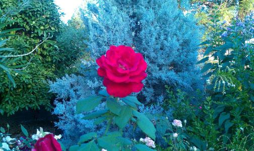 Photo of Rose (Rosa 'Veterans' Honor') uploaded by GardenGuyAZ