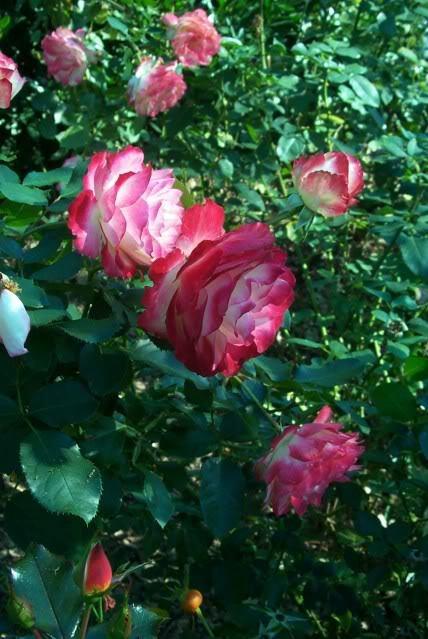 Photo of Rose (Rosa 'Cherry Parfait') uploaded by Newyorkrita