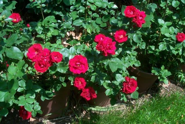 Photo of Rose (Rosa 'Champlain') uploaded by Newyorkrita