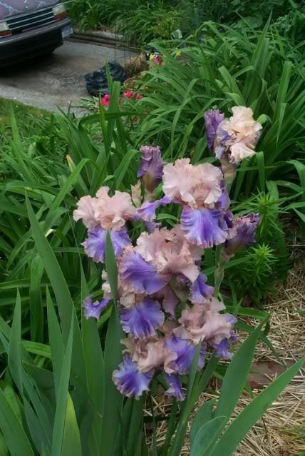 Photo of Tall Bearded Iris (Iris 'Florentine Silk') uploaded by Newyorkrita