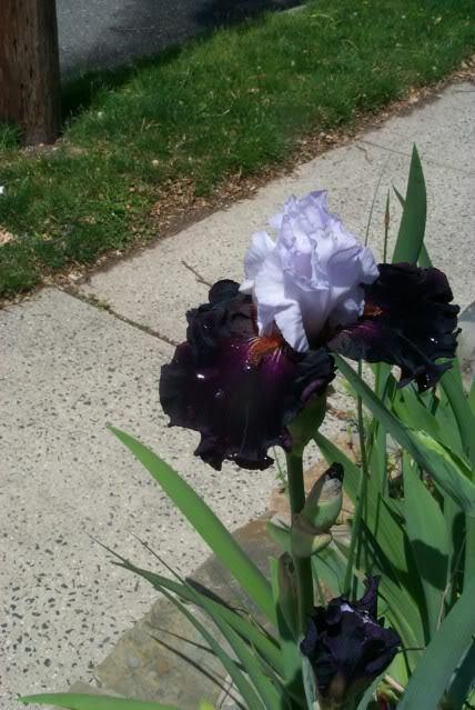 Photo of Tall Bearded Iris (Iris 'Starring') uploaded by Newyorkrita