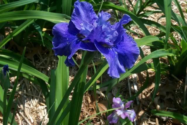 Photo of Siberian Iris (Iris 'Just Because') uploaded by Newyorkrita