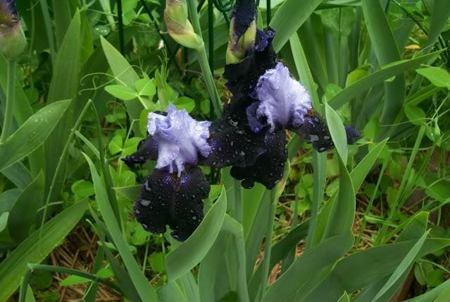 Photo of Tall Bearded Iris (Iris 'Dangerous Mood') uploaded by Newyorkrita