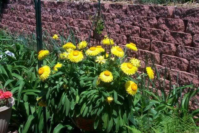 Photo of Strawflower (Xerochrysum bracteatum) uploaded by Newyorkrita
