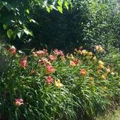 Location: In my garden Daylilies along driveway slope.