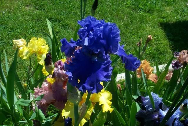 Photo of Tall Bearded Iris (Iris 'Sea Power') uploaded by Newyorkrita