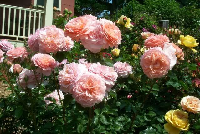 Photo of Rose (Rosa 'Louise Clements') uploaded by Newyorkrita