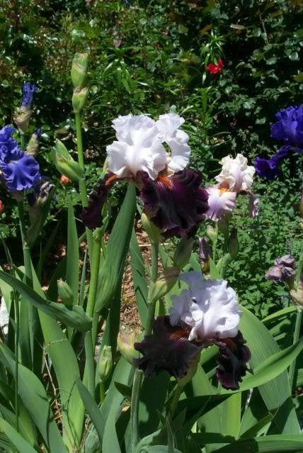 Photo of Tall Bearded Iris (Iris 'Starring') uploaded by Newyorkrita