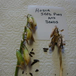 Location: Pleasant Grove, Utah
Date: 2011-10-21
Hosta Seed Pods and Seeds