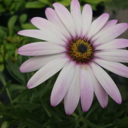 Location: Pleasant Grove, Utah
Date: 2011-10-20
Lovely daisy like flowers
