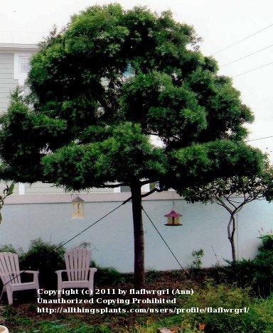 Photo of Weeping Podocarpus (Afrocarpus gracilior) uploaded by flaflwrgrl