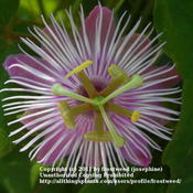 This passion flower is very beautiful. 