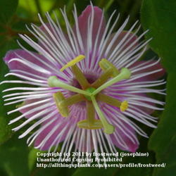 Location: Fielder House Butterfly garden Arlington, Texas.
Date: Spring 2011
This passion flower is very beautiful.