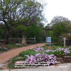 Location: Molly Hollar Wildscape Arlinton, Texas.
Date: Spring 2011
Natural setting, very beautiful