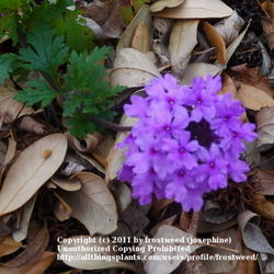 Location: My yard in Arlington, Texas.
Date: Summer 2011
This verbena grows wild in the woods.