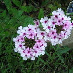 Location: Indiana  Zone 5
Date: 2007-07-31
this trailing verbena came back from seed