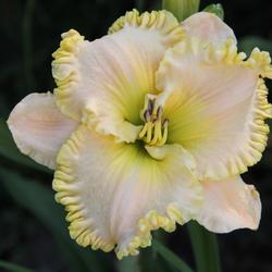 Location: My garden, Stafford, VA
Date: 2011-07-02
Pansy Yellow