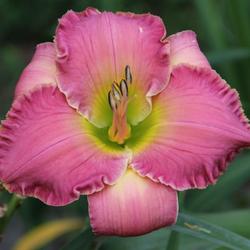 Location: My garden, Stafford, VA
Date: 2011-06-26
Rose Vision