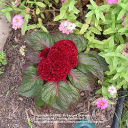 Location: Cincinnati, Ohio
Date: September 2008
Celosia amigo mahogany red