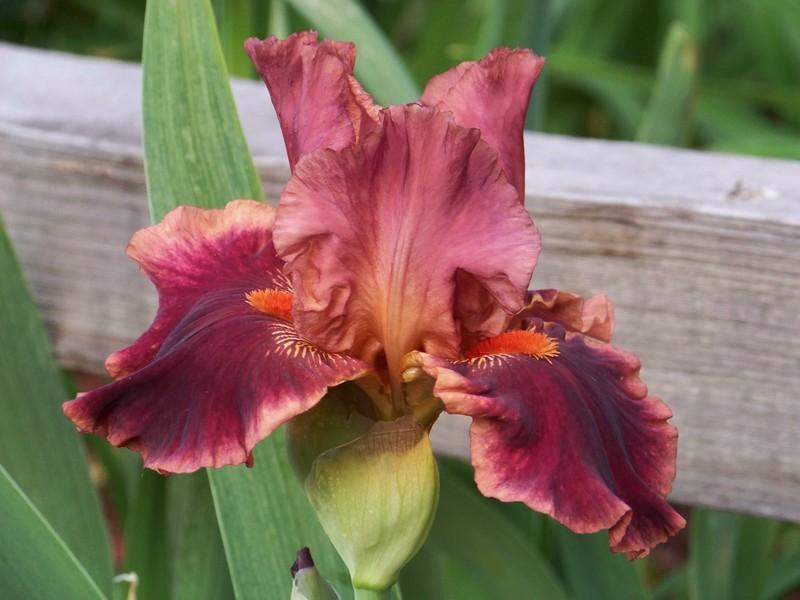 Photo of Tall Bearded Iris (Iris 'Drinks at Sunset') uploaded by mattsmom