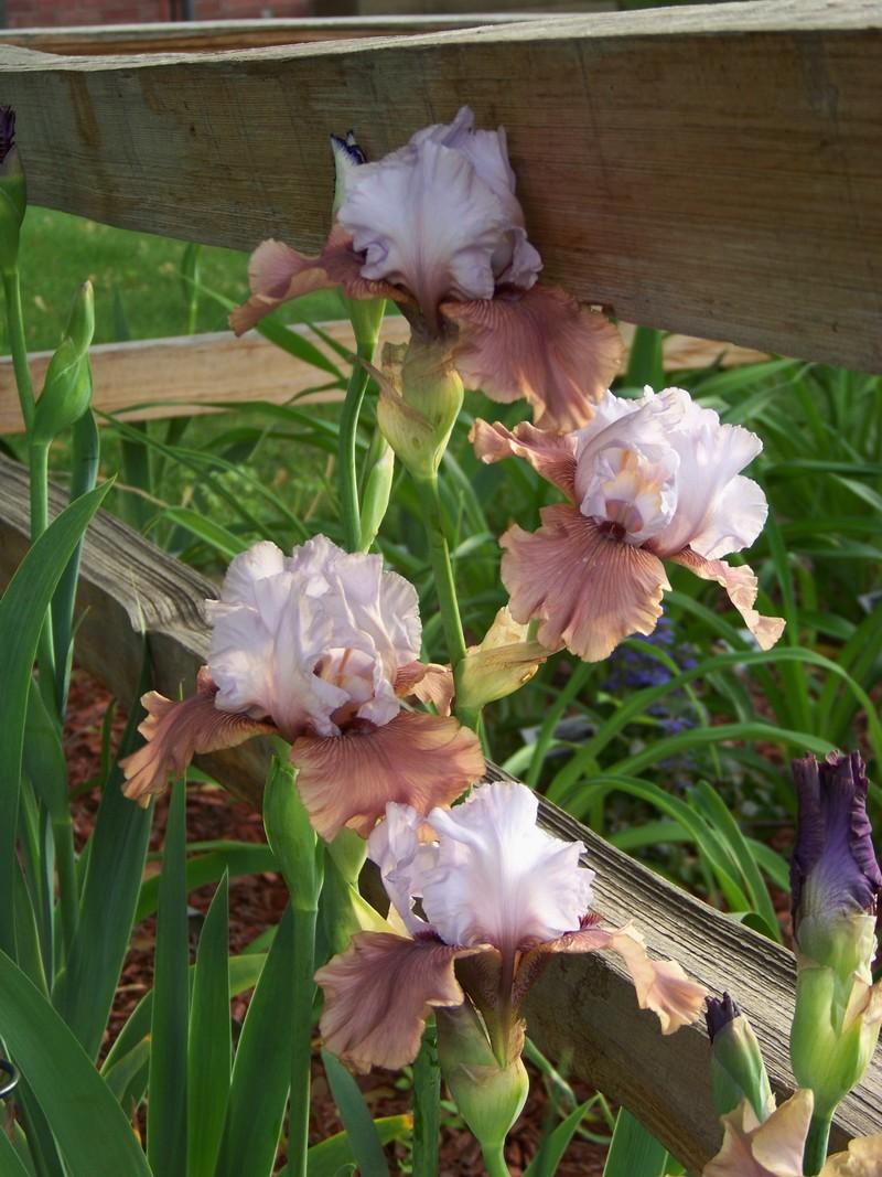 Photo of Tall Bearded Iris (Iris 'Imprimis') uploaded by mattsmom