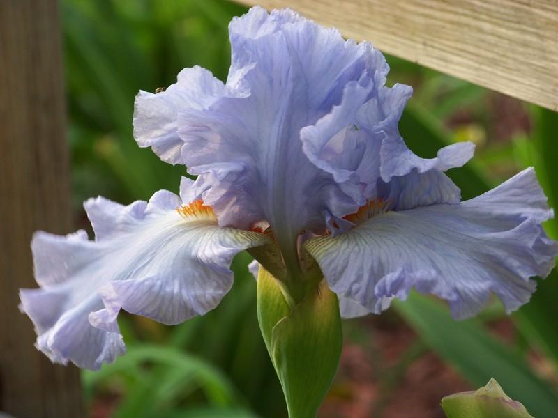 Photo of Tall Bearded Iris (Iris 'Princesse Caroline de Monaco') uploaded by mattsmom