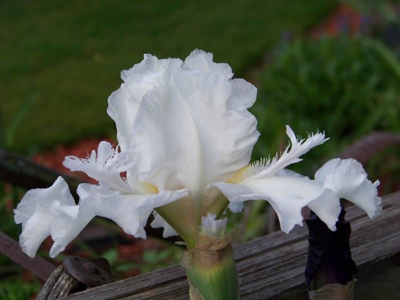Photo of Tall Bearded Iris (Iris 'Mesmerizer') uploaded by mattsmom