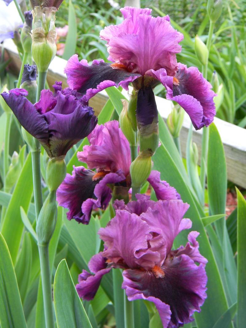 Photo of Tall Bearded Iris (Iris 'Accessible') uploaded by mattsmom