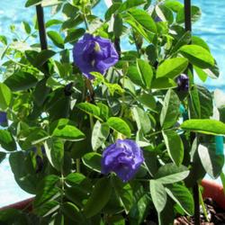 
Date: October 12, 2010
Butterfly Pea