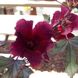 Location: Tucson, Arizona
Red-leaf Hibiscus