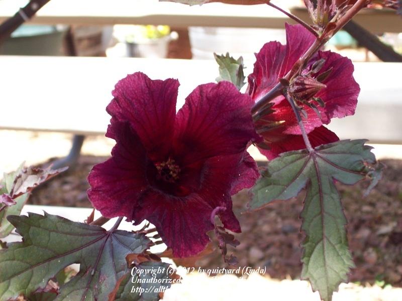 Photo of Red-Leaf Hibiscus (Hibiscus acetosella) uploaded by quietyard