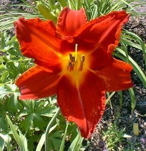 Photo of Daylilies (Hemerocallis) uploaded by vic