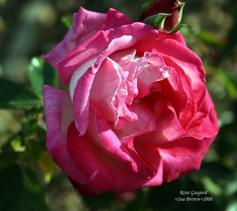Photo of Rose (Rosa 'Rose Gaujard') uploaded by Calif_Sue