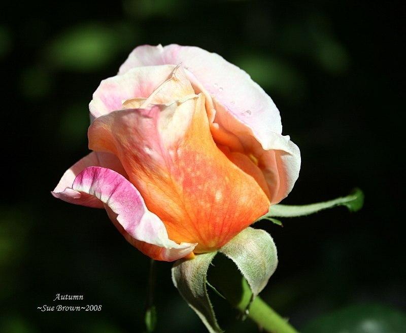 Photo of Rose (Rosa 'Autumn') uploaded by Calif_Sue