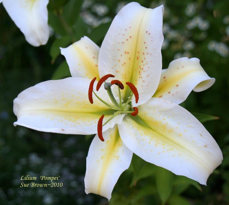 Photo of Lily (Lilium 'Pompei') uploaded by Calif_Sue