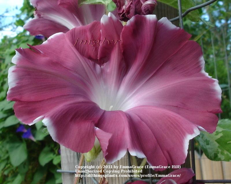 Photo of Morning Glory (Ipomoea 'Chocolate Silk') uploaded by EmmaGrace