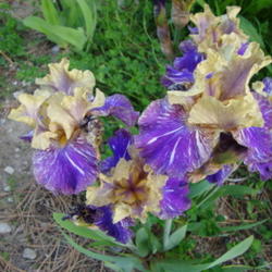 Location: Pleasant Grove, Utah
Date: 2011-05-31
A favorite Kasperak iris