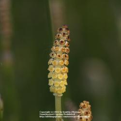 Location: Nature Reserve Gent, Belgium
Date: 2011-05-14
Fertile stem with spores
